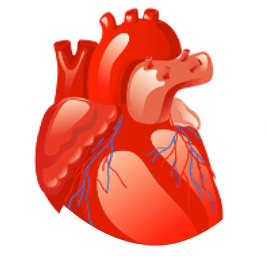 reverzibilis ischaemia szív egészsége Potentilla magas vérnyomás