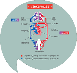 Szív és a vérkeringés